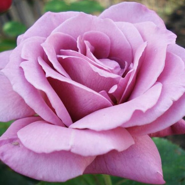 Роза Россион Роза Россион - Dolina-Sad.Ru