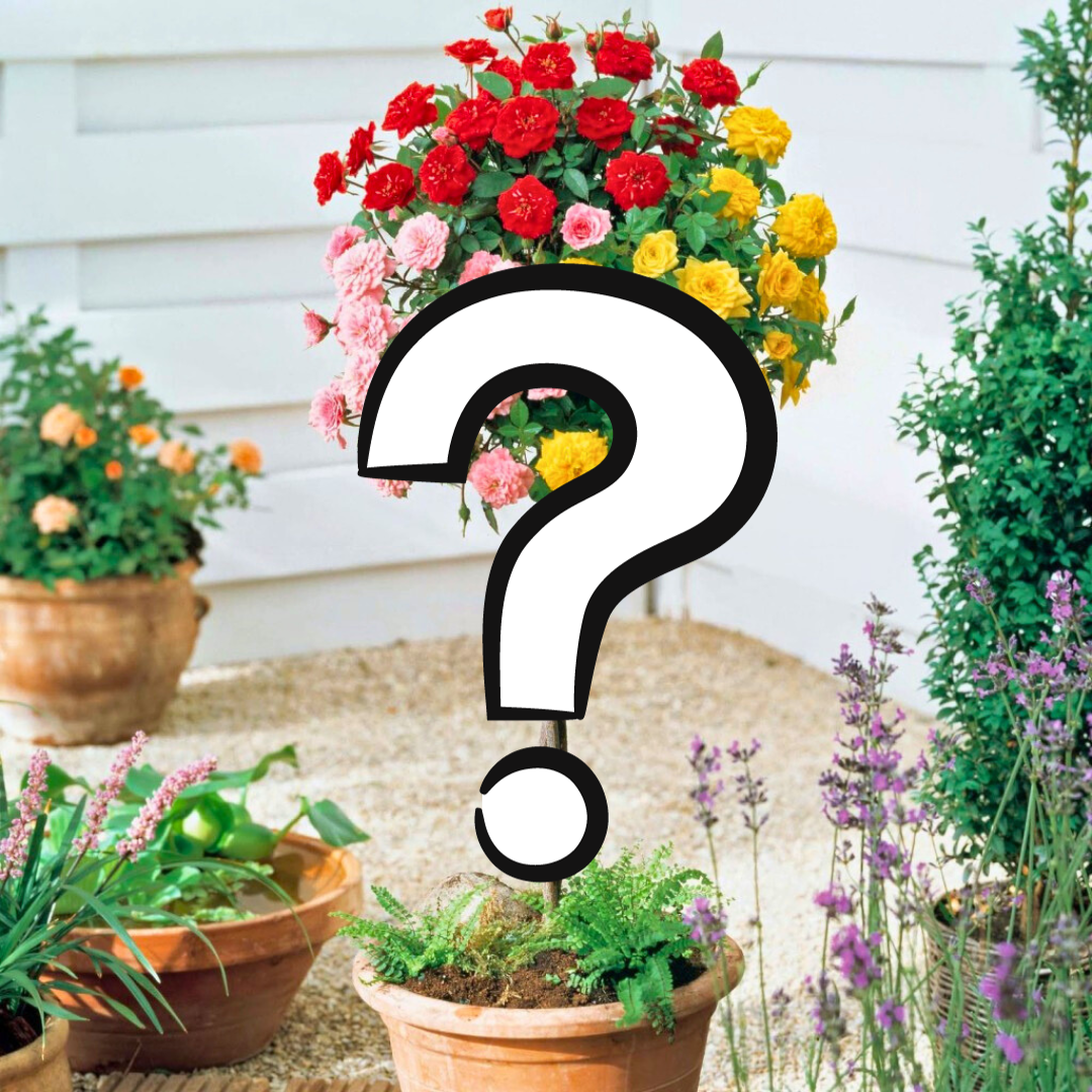 Штамбовая роза Загадка Штамбовая роза Загадка фото