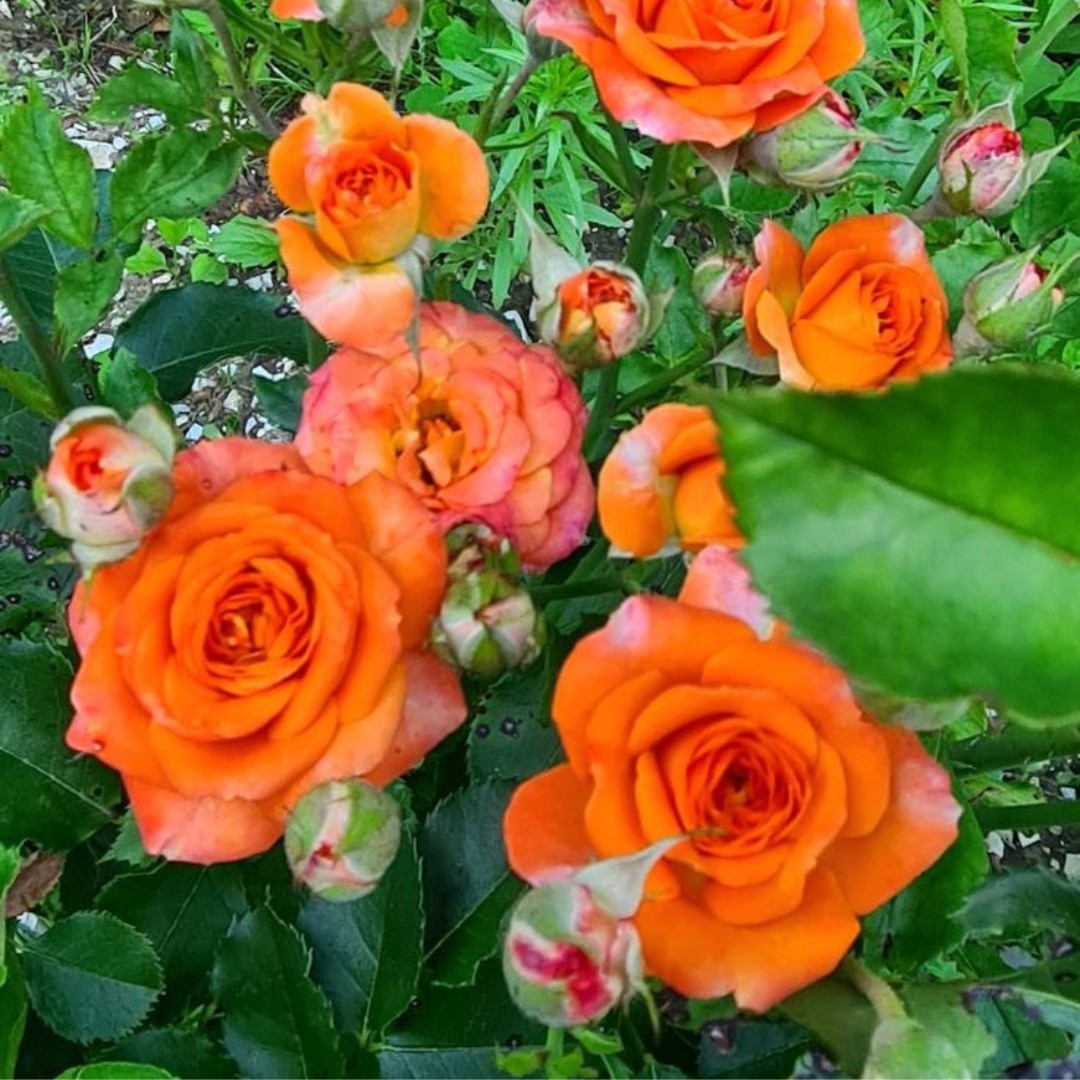 Роза Спрей Мандарин Роза Спрей Мандарин - Dolina-Sad.Ru