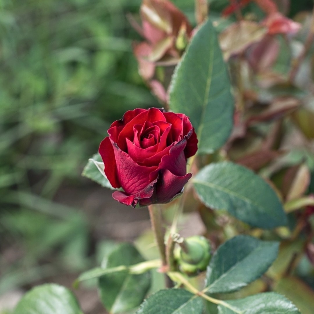 Роза Лаура Роза Лаура - Dolina-Sad.Ru