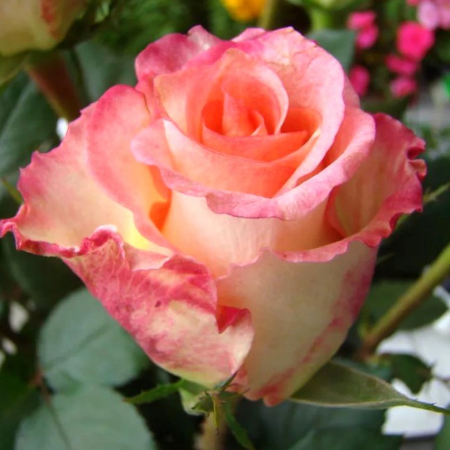 Роза Дуэт Роза Дуэт - Dolina-Sad.Ru