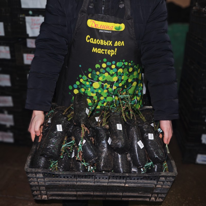 Роза Бургунд Роза Бургунд фото