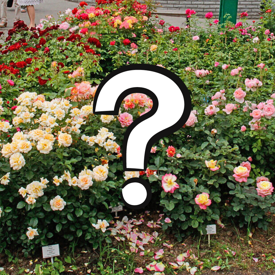 Роза Загадка Роза Загадка - Dolina-Sad.Ru