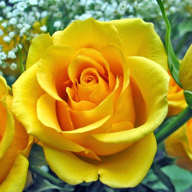 Роза Еллоу Айсланд Роза Еллоу Айсланд - Dolina-Sad.Ru