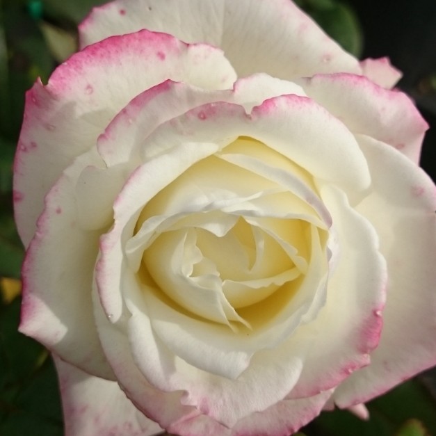 Роза Атена Роза Атена - Dolina-Sad.Ru