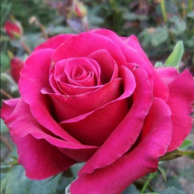 Роза Бабкина Роза Бабкина - Dolina-Sad.Ru