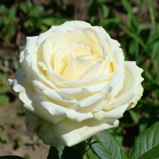 Роза Аваланч Роза Аваланч - Dolina-Sad.Ru