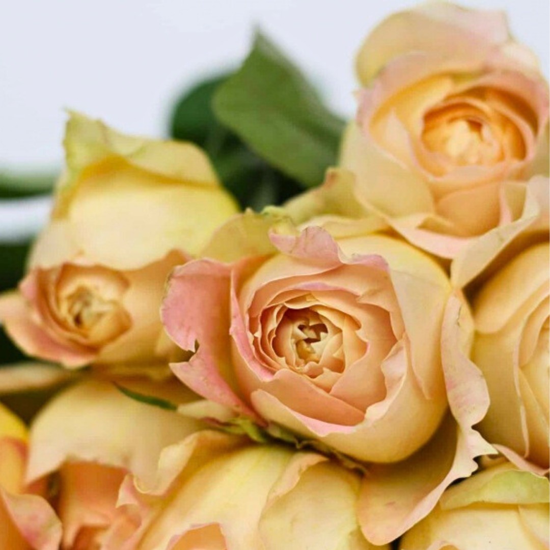 Роза Карамель Роза Карамель - Dolina-Sad.Ru