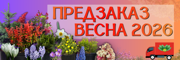 предзаказ весна предзаказ весна