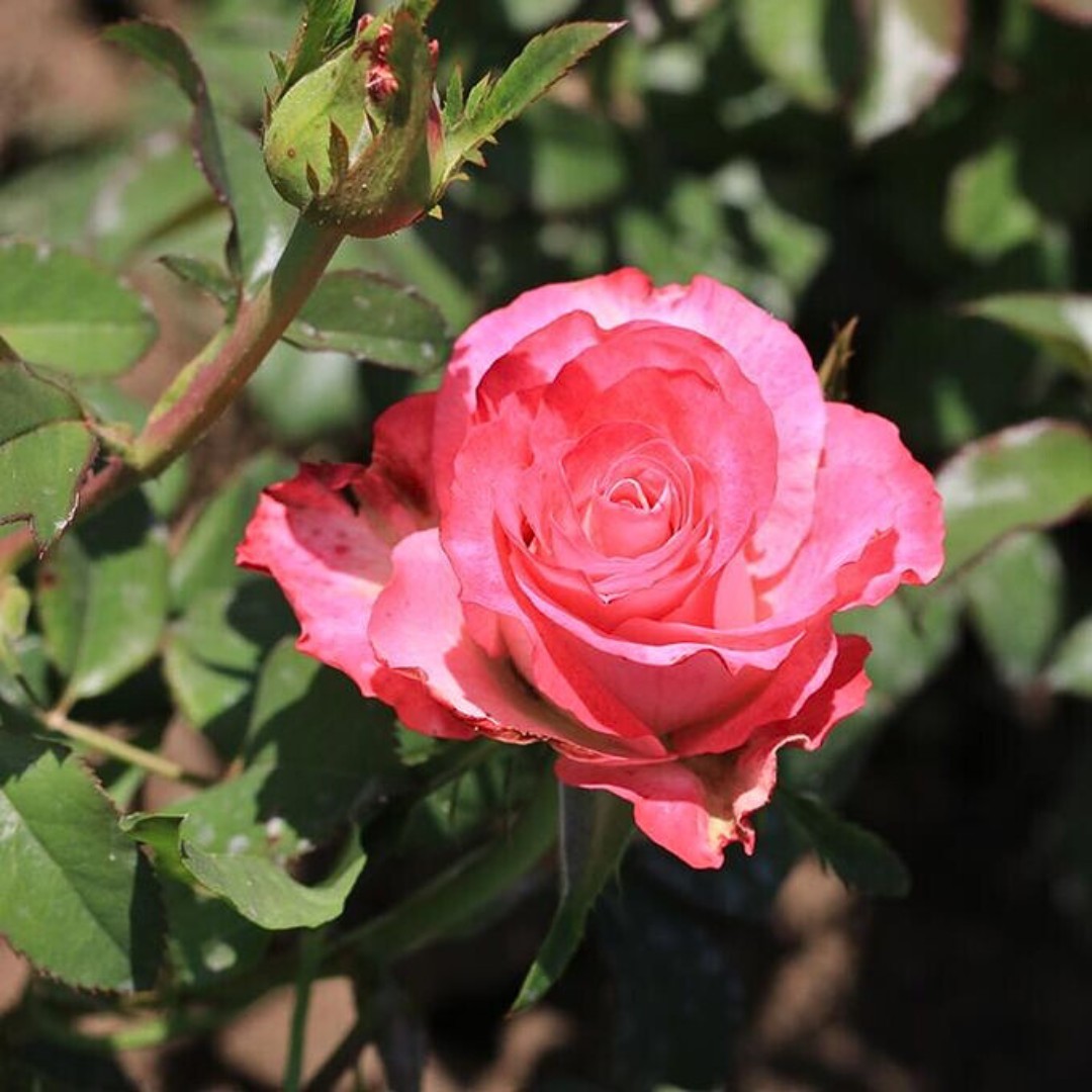 Роза Куравита Роза Куравита - Dolina-Sad.Ru