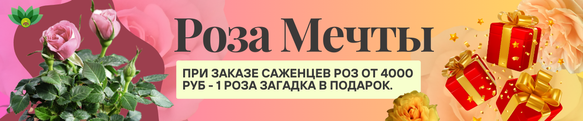 розы подарок розы подарок