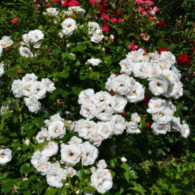 Роза Аспирин Роза Аспирин фото