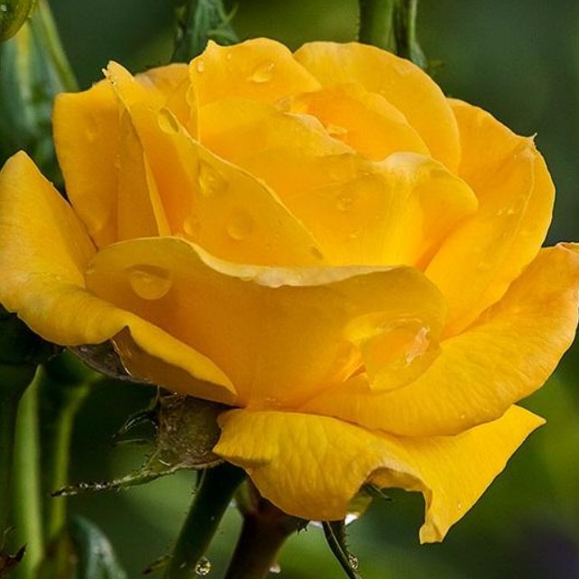 Роза Еллоу Айсланд Роза Еллоу Айсланд - Dolina-Sad.Ru