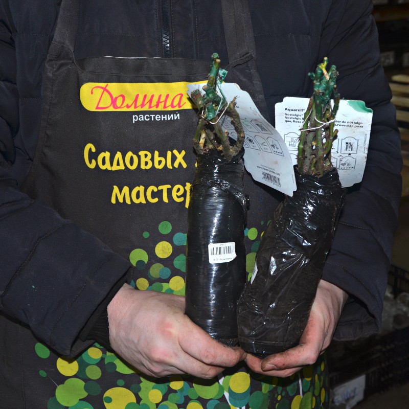 Роза Акварель Роза Акварель фото