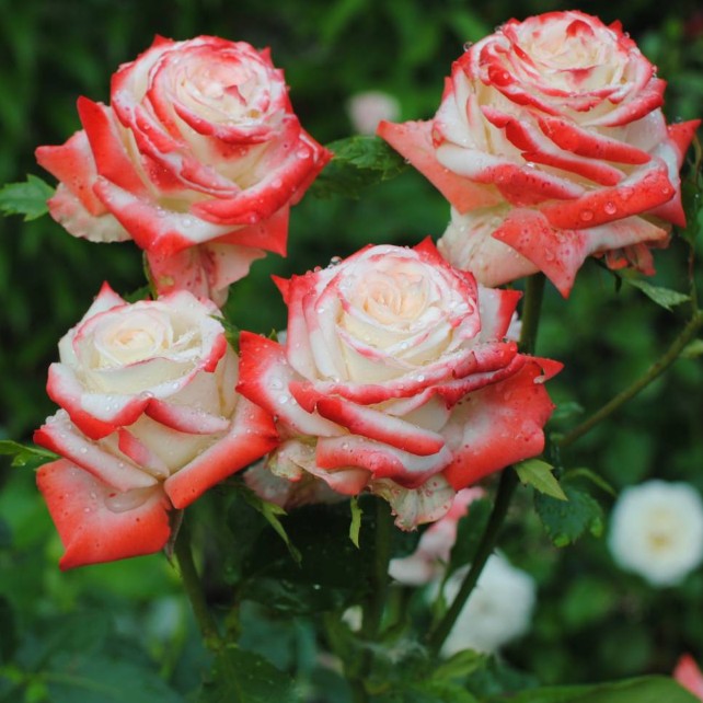 Роза Императрица Фарах Роза Императрица Фарах фото