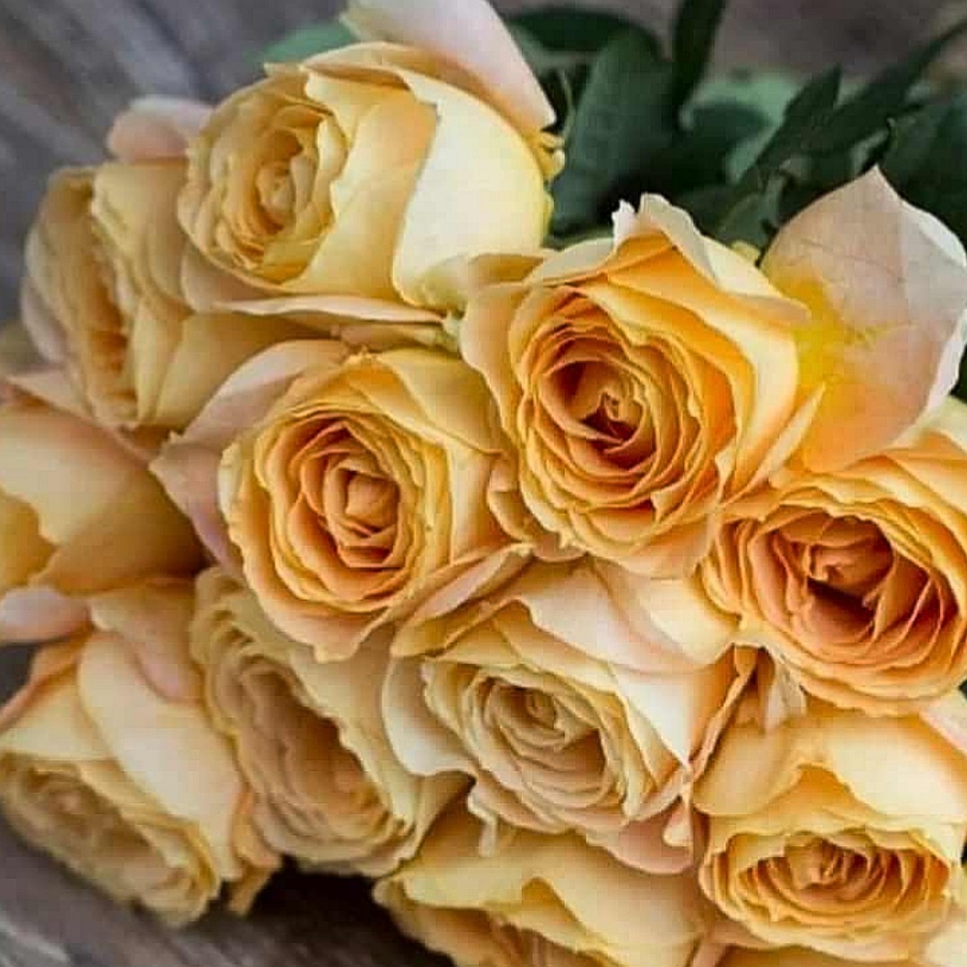 Роза Карамель Роза Карамель - Dolina-Sad.Ru