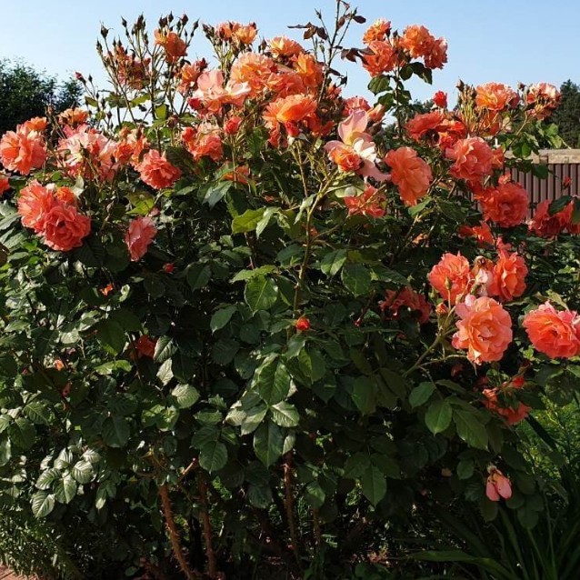 Роза Вестерленд Роза Вестерленд фото