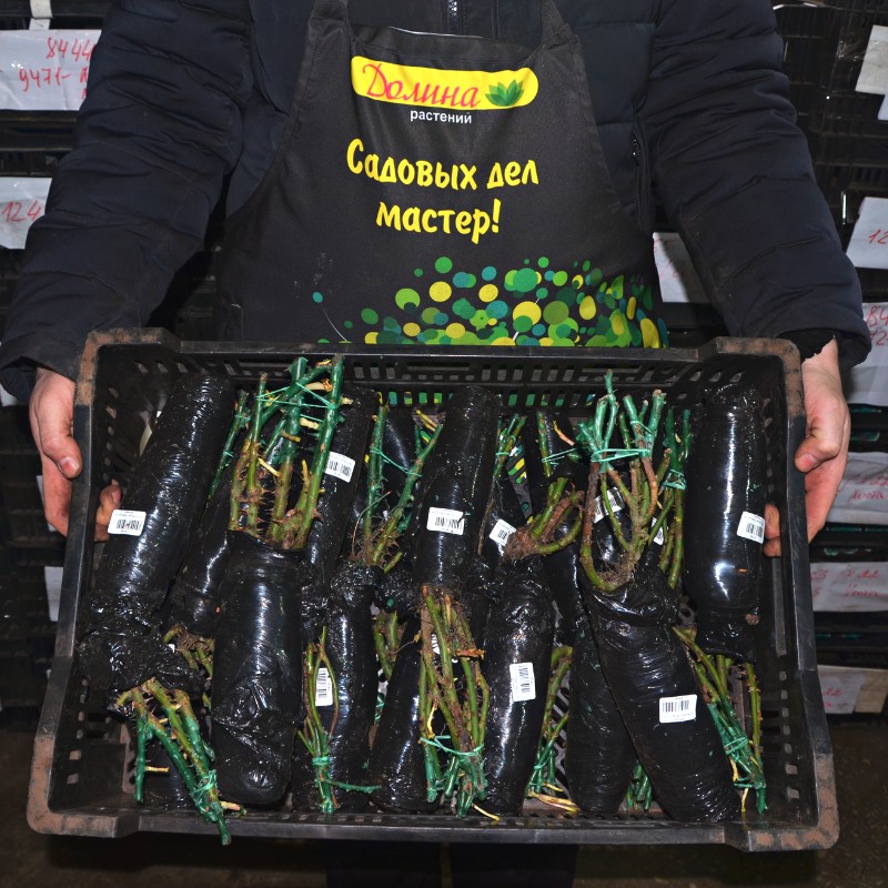 Роза Зе Фейри Роза Зе Фейри фото