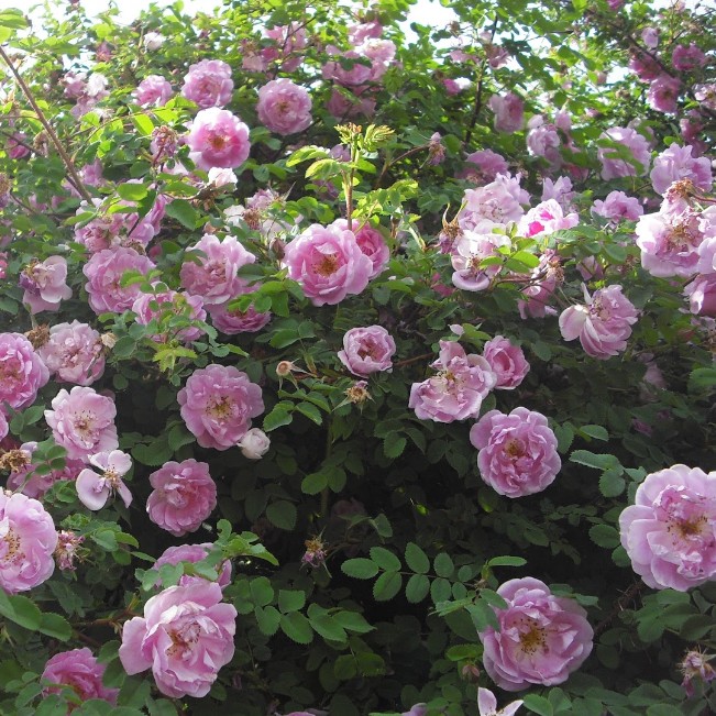 Роза Россион Роза Россион - Dolina-Sad.Ru