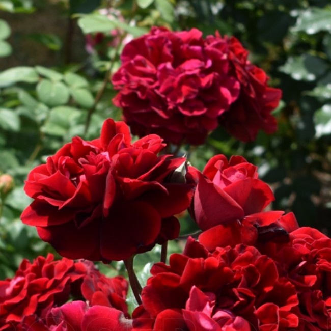 Роза Изабель Ренессанс Роза Изабель Ренессанс - Dolina-Sad.Ru