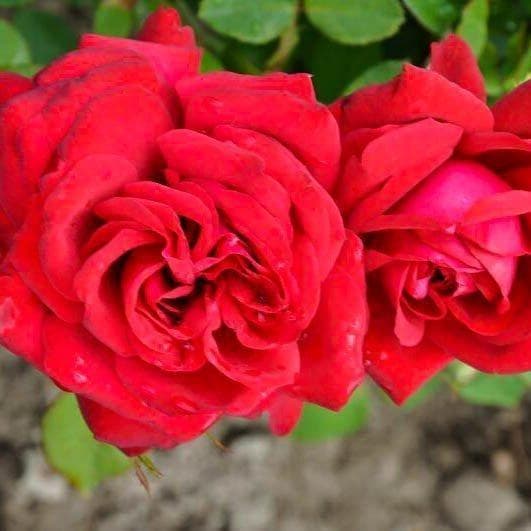 Роза Бургунд Роза Бургунд фото