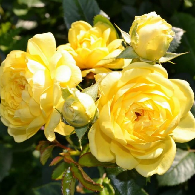 Роза Анни Дюпрей Роза Анни Дюпрей - Dolina-Sad.Ru