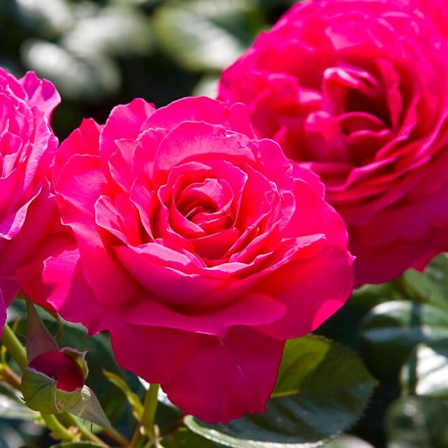 Роза Барон Эдмон де Ротшильд Роза Барон Эдмон де Ротшильд - Dolina-Sad.Ru