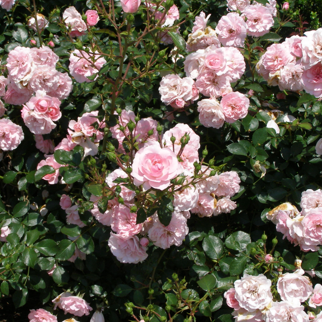 Роза Боника Роза Боника фото