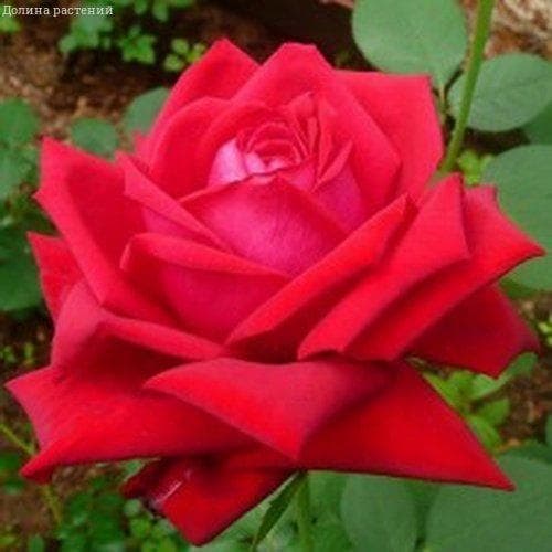 Роза Бургунд Роза Бургунд фото