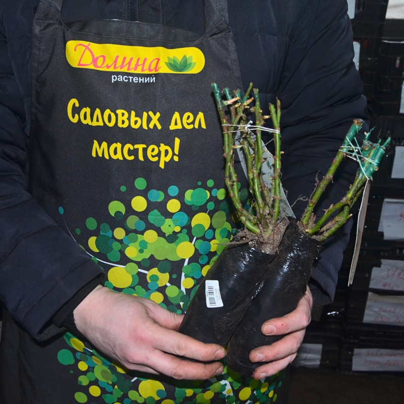 Роза Боника Роза Боника фото