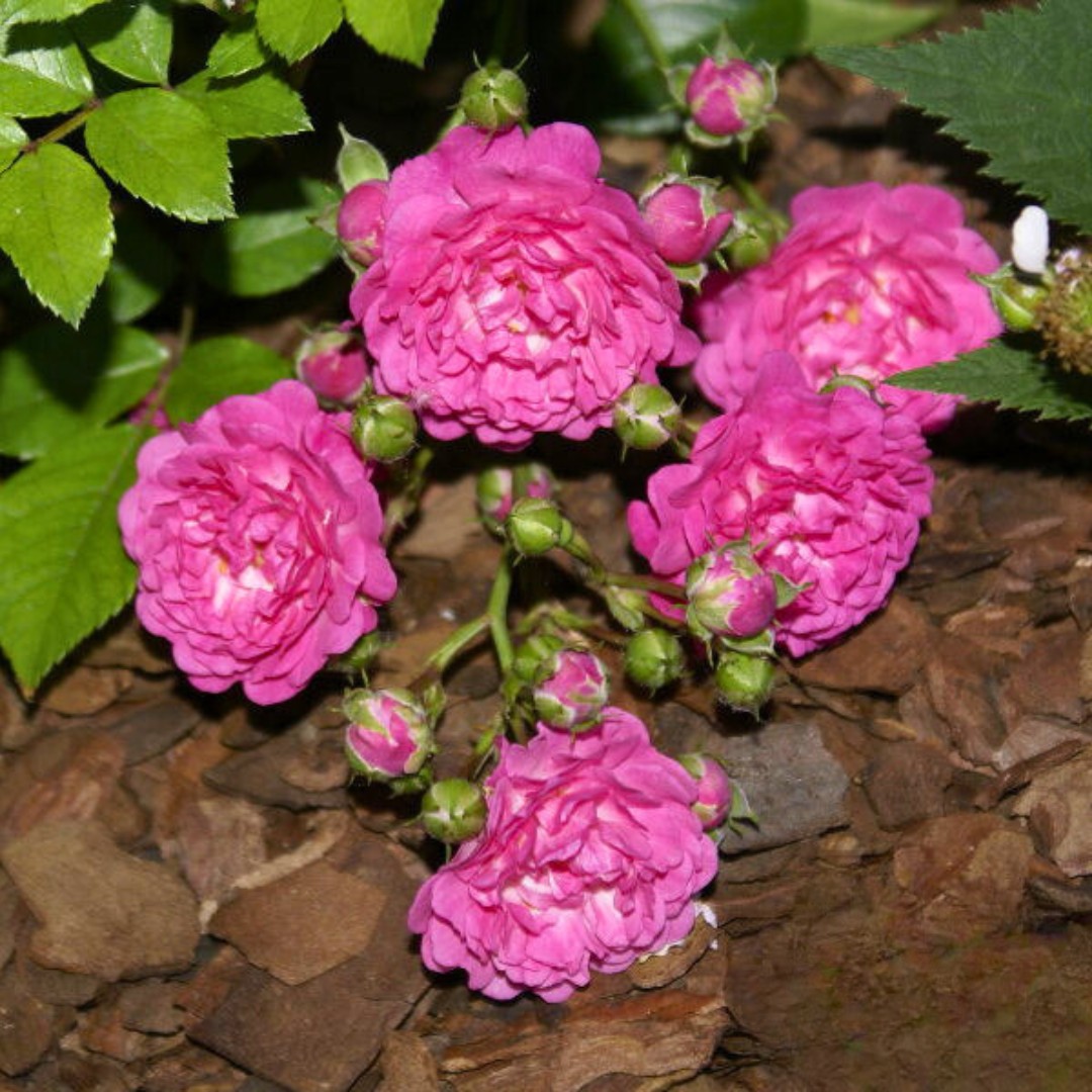 Роза Фейри Чангелинг Роза Фейри Чангелинг - Dolina-Sad.Ru