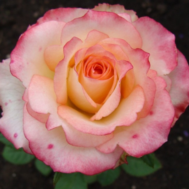 Роза Дуэт Роза Дуэт - Dolina-Sad.Ru