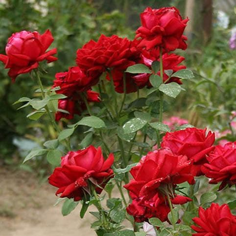 Роза Бургунд Роза Бургунд фото