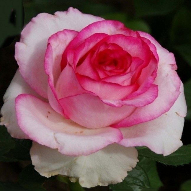 Роза Дольче Вита Роза Дольче Вита - Dolina-Sad.Ru