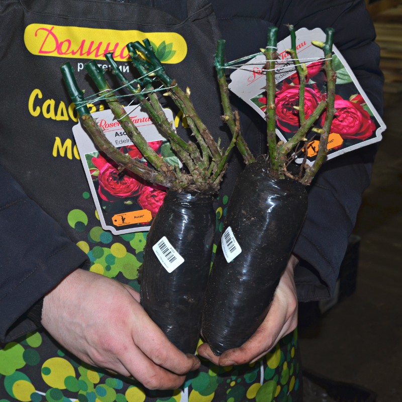 Роза Аскот Роза Аскот фото