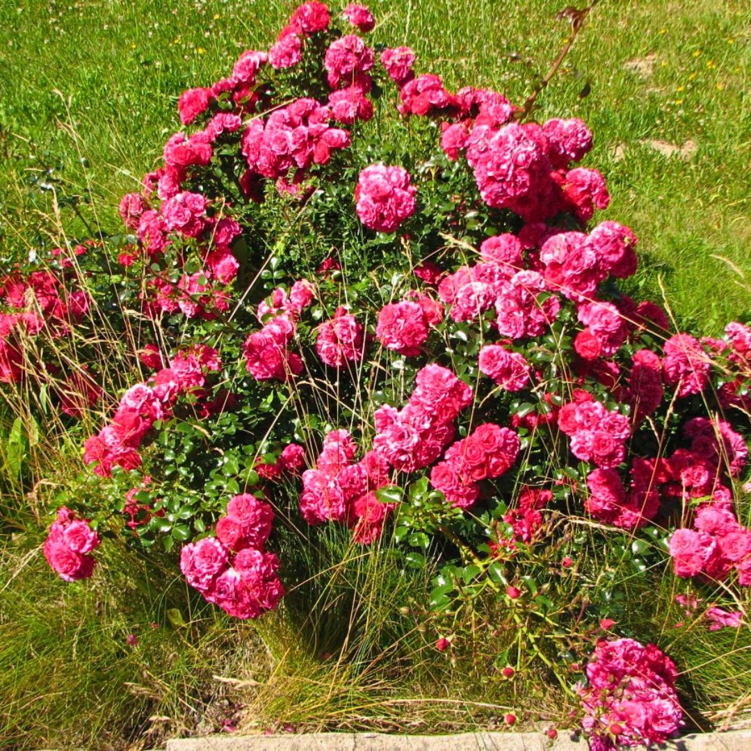 Роза Иониум Роза Иониум - Dolina-Sad.Ru