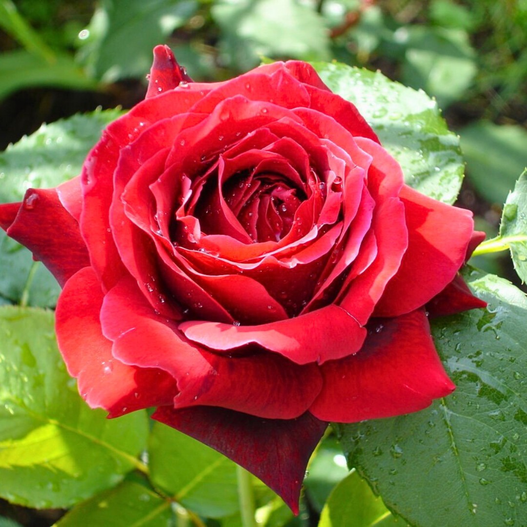 Роза Алматинка Роза Алматинка - Dolina-Sad.Ru