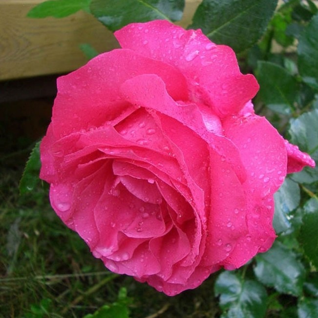 Роза Европа Роза Европа - Dolina-Sad.Ru