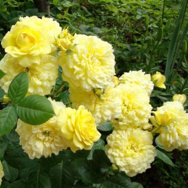 Роза Анни Дюпрей Роза Анни Дюпрей - Dolina-Sad.Ru