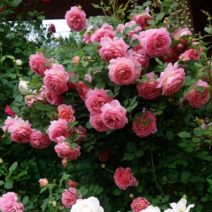 Роза Джубили Селебрейшн Роза Джубили Селебрейшн - Dolina-Sad.Ru