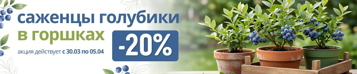 Саженцы голубики -20% Саженцы голубики -20%