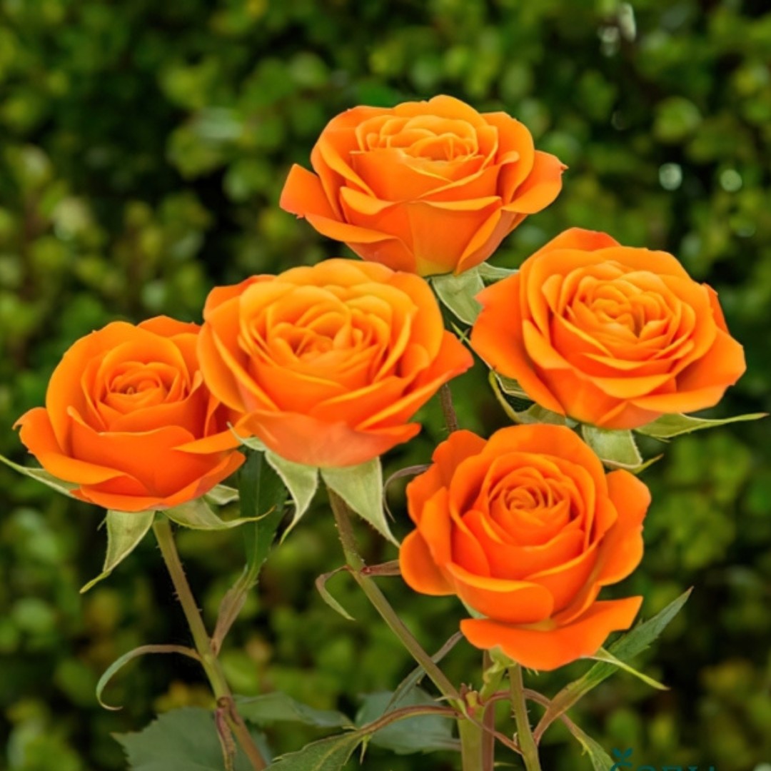 Роза Спрей Мандарин Роза Спрей Мандарин - Dolina-Sad.Ru