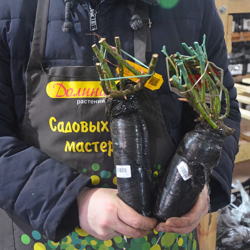 Роза Бургунд Роза Бургунд фото