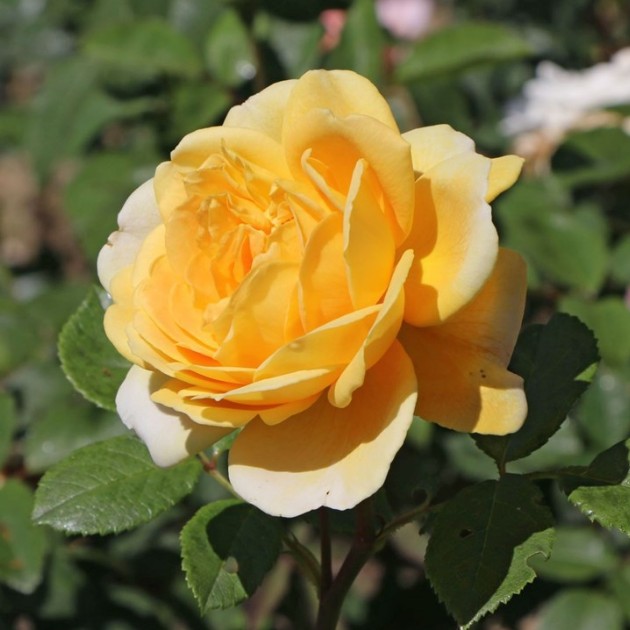 Роза Казино Роза Казино - Dolina-Sad.Ru