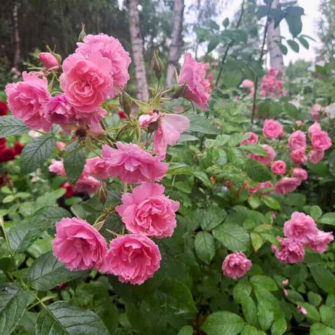 Роза Пинк Грютандорт Роза Пинк Грютандорт - Dolina-Sad.Ru