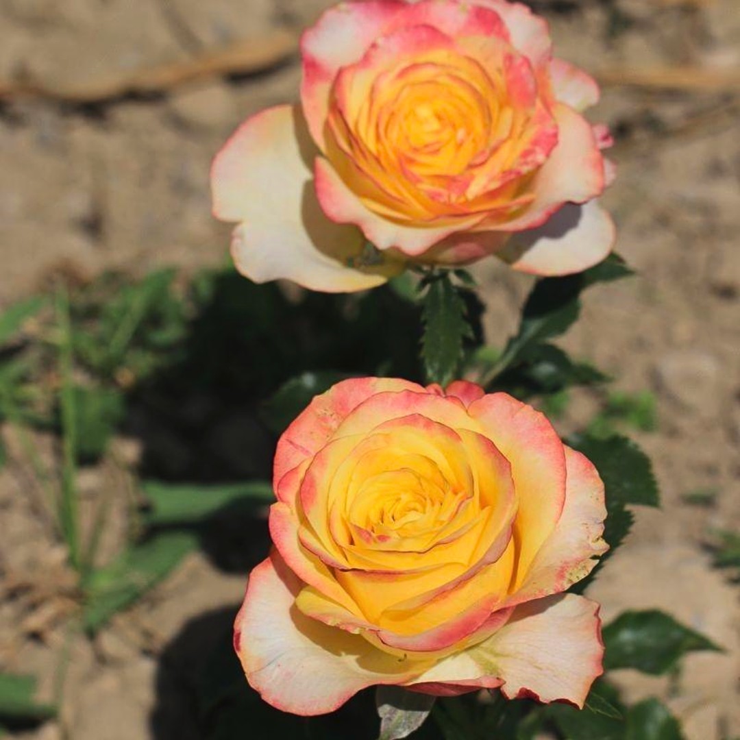 Роза Хит Роза Хит - Dolina-Sad.Ru