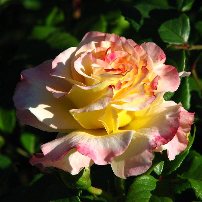 Роза Акварель Роза Акварель фото