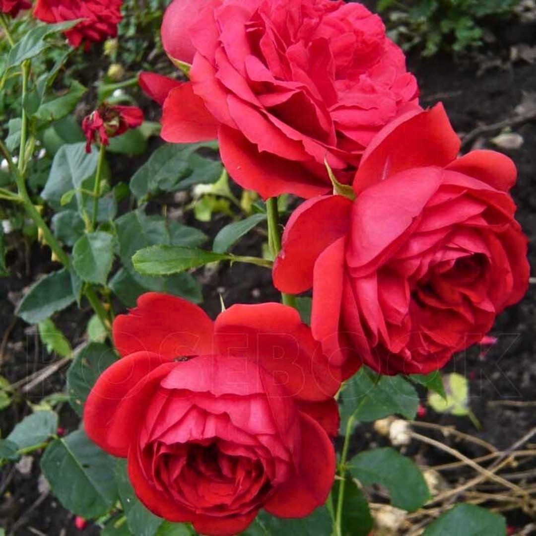 Роза Ален Роза Ален - Dolina-Sad.Ru