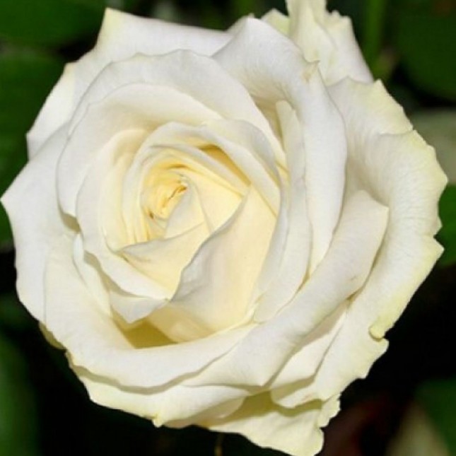 Роза Аваланч Роза Аваланч - Dolina-Sad.Ru