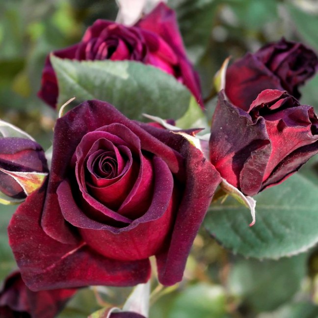 Роза Блэк Мэджик Роза Блэк Мэджик - Dolina-Sad.Ru